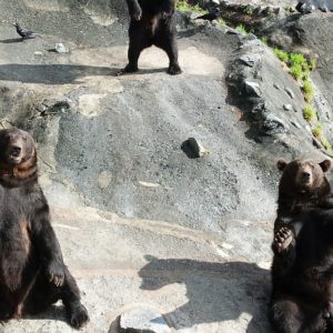 【北海道】観光ならクマ牧場がおすすめお得情報と共に紹介します