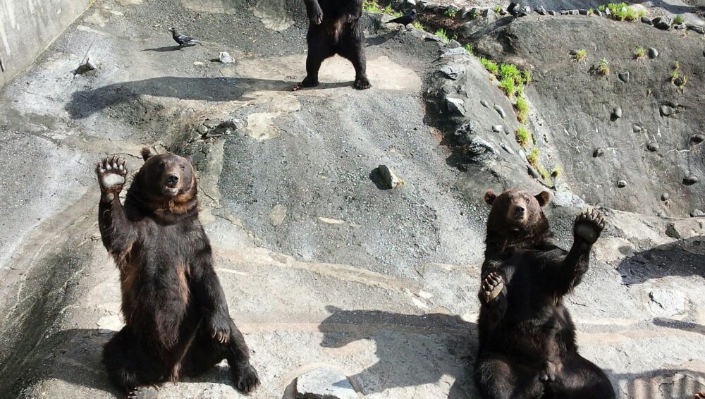 【北海道】観光ならクマ牧場がおすすめお得情報と共に紹介します