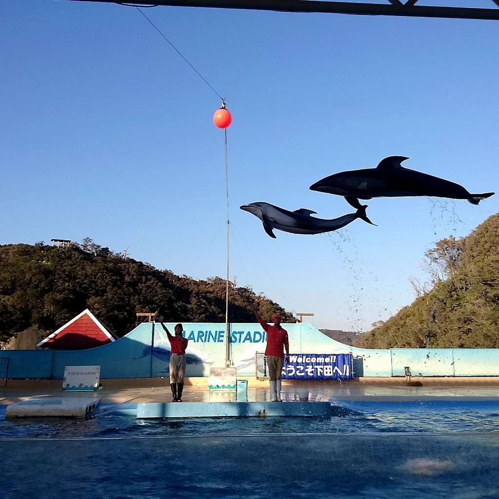 想像以上に楽しめる!!伊豆下田海中水族館の魅力を徹底紹介